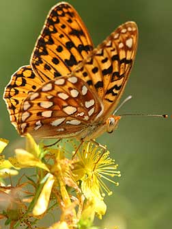 Zerene fritillary butterfly pictures