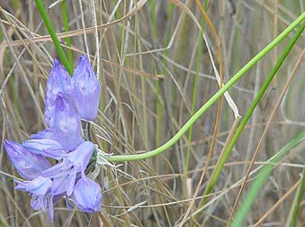 Picture of Douglas' brodiaea or Triteleia grandiflora