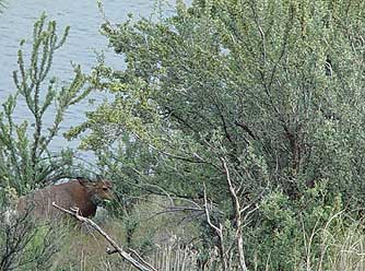 Deer browsing the bitter brush or Purshia tridentata