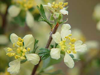 Picture of yellow bitterbrush flowers