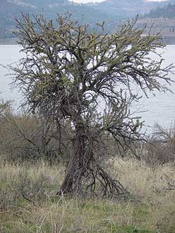 Pictures of antelope bitterbrush