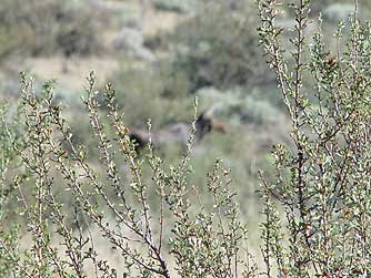 Eastern Washington bitterbrush with moose