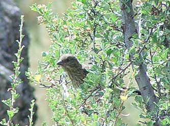 Picture of antelope bitterbrush hiding a young towhee