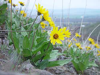 Yellow arrowleaf balsamroot wildflower pictures - Balsamorhiza sagittata