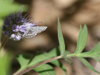 Ballhead waterleaf flower with spring azure butterfly