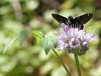 Ballhead waterleaf or Hydrophyllum capitatum