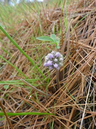 Ballhead waterleaf flower in April