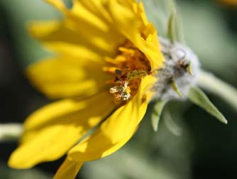 Picture of arrowleaf balsamroot flower host for emerald moth looper caterpillar