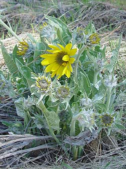 Arrowleaf balsamroot - spring