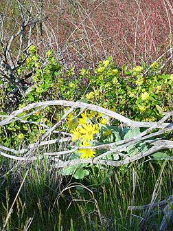 Picture of arrowleaf balsamroot