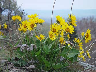 Picture of yellow arrowleaf balsamroot