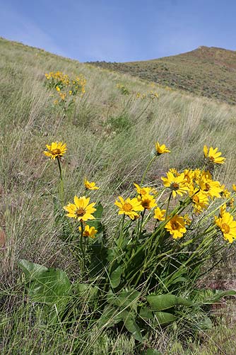 Yellow flowers of Carey's balsamroot in spring