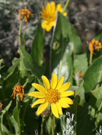 Picture of Carey's balsamroot flower and leaves