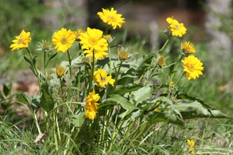 Picture of arrowleaf balsamroot