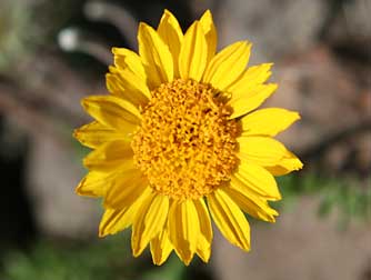 Picture of Hooker's balsamroot flower, Balsamorhiza hookeri