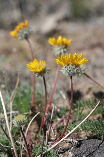 Picture of Hooker's balsamroot flowers