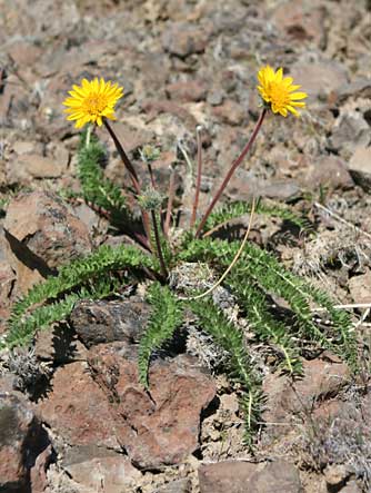 Pictures of yellow Hooker's balsamroot wildflowers