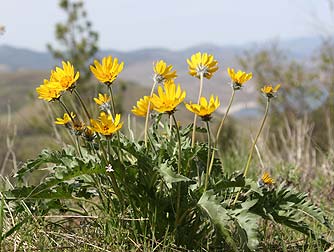 Picture of Hooker's balsamroot hybrid with arrowleaf balsamroot plant