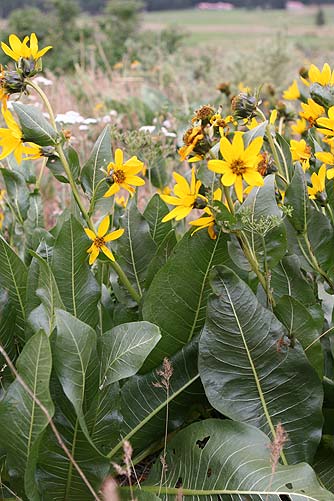 Pictures of yellow northern mule ears or Wyethia amplexicaulis