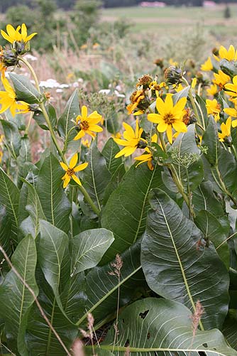 Northern mule's ears in spring