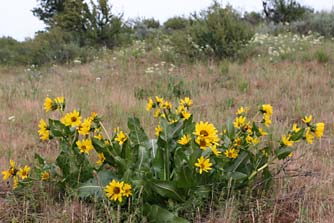 Picture of northern mule ears plant growing on Umtanum Ridge