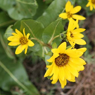 Picture of northern mule's ears flowers, Wyethia amplexicaulis