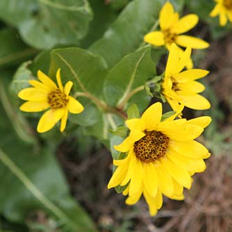 Picture of northern mule's ears flowers, Wyethia amplexicaulis