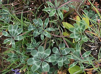 Big-head clover leaves