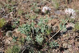 Big-head clover plant picture