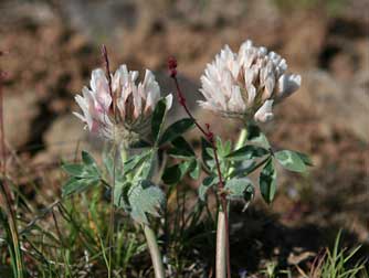 Big-head clover bloom