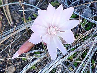 Bitterroot or rock rose flower - Lewisia rediviva, Northrup Canyon