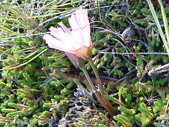 Picture of bitterroot flower - Lewisia rediviva
