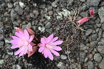 Bitterroot or rock rose flower