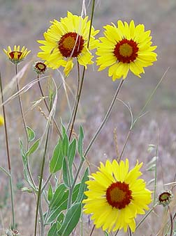 Blanket Flower closeup picture - Gaillardia aristata 