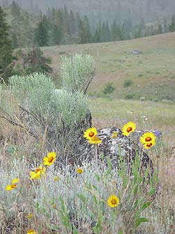 Blanket Flower view - Gaillardia aristata 