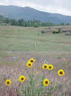 Blanket Flower - Gaillardia aristata - view picture