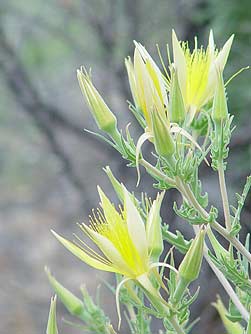 Blazing Star desert wildflower pictures