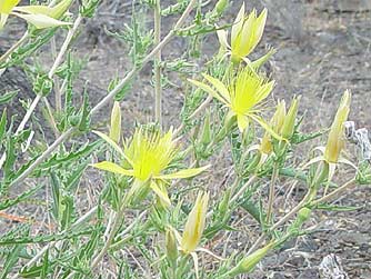 Picture of smoothstem blazing star in bloom - Mentzelia laevicaulis