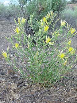 Blazing star wildflower picture