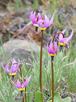 Bonneville or desert shooting star picture - Dodecatheon conjugens