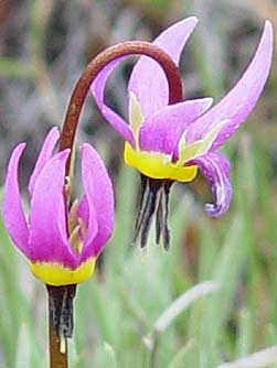 Picture of Bonneville shooting star in spring