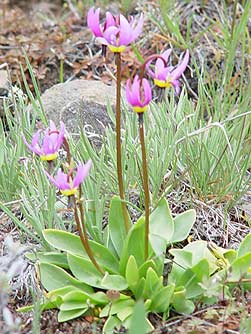 Bonneville shooting star wildflower picture