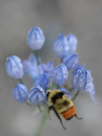 Picture of Douglas' Brodiaea flowering in bitterbrush