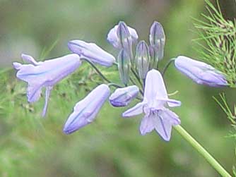 Picture of large-flowered brodiaea