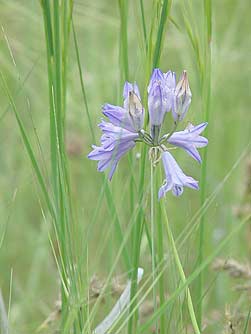 Large-flowered brodiaea blooming in needle and thread grass