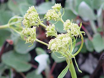 Arrowleaf of heart-leaf buckwheat closeup flower  picture