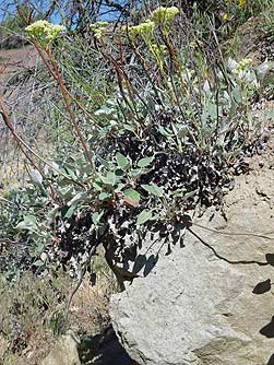 Picture of arrowleaf buckwheat