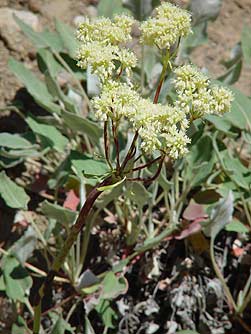 Arrowleaf buckwheat - Eriogonum compositum