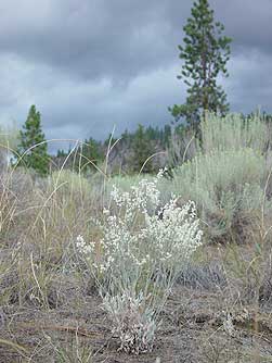 Snow Buckwheat and community of plants