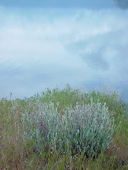 Picture of snow buckwheat - Eriogonum niveum